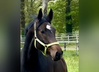 Rhenish-Westphalian Heavy Draft, Mare, 7 years, 16.1 hh, Bay-Dark