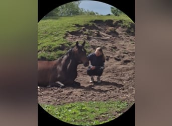 Rhinelander, Gelding, 10 years, 16.2 hh, Brown