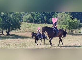 Rhinelander, Gelding, 10 years, 16.2 hh, Brown