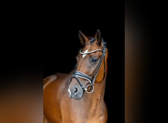 Rhinelander, Gelding, 10 years, 16.3 hh, Brown Rhinelander, Gelding, 10 years, 16.3 hh, Brown