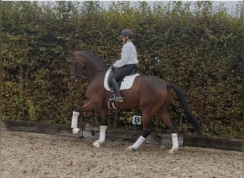 Rhinelander, Gelding, 10 years, 16.3 hh, Brown Rhinelander, Gelding, 10 years, 16.3 hh, Brown