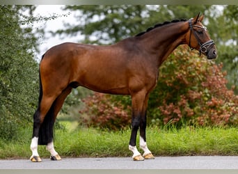 Rhinelander, Gelding, 10 years, 16.3 hh, Brown Rhinelander, Gelding, 10 years, 16.3 hh, Brown