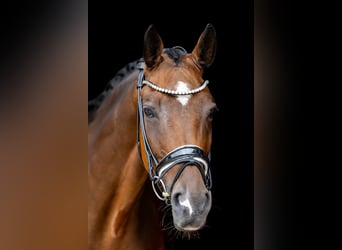 Rhinelander, Gelding, 10 years, 16.3 hh, Brown Rhinelander, Gelding, 10 years, 16.3 hh, Brown