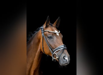 Rhinelander, Gelding, 10 years, 16.3 hh, Brown Rhinelander, Gelding, 10 years, 16.3 hh, Brown