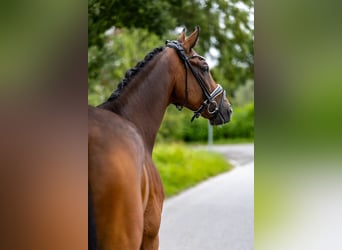 Rhinelander, Gelding, 10 years, 16.3 hh, Brown Rhinelander, Gelding, 10 years, 16.3 hh, Brown