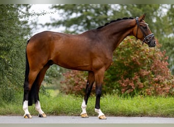 Rhinelander, Gelding, 10 years, 16.3 hh, Brown Rhinelander, Gelding, 10 years, 16.3 hh, Brown