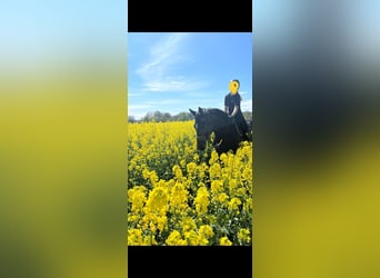 Rhinelander, Gelding, 10 years, 16.3 hh, Brown
