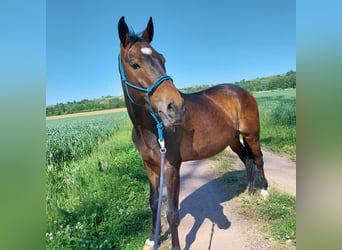 Rhinelander, Gelding, 10 years, 16,2 hh, Brown