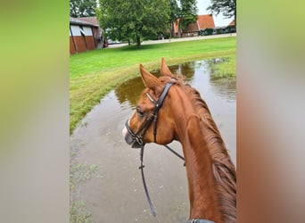 Rhinelander, Gelding, 10 years, 16,2 hh, Chestnut-Red