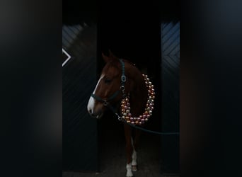 Rhinelander, Gelding, 10 years, 16,2 hh, Chestnut-Red