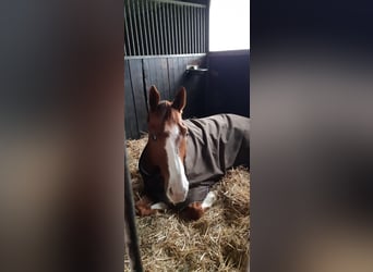 Rhinelander, Gelding, 10 years, 16,2 hh, Chestnut-Red