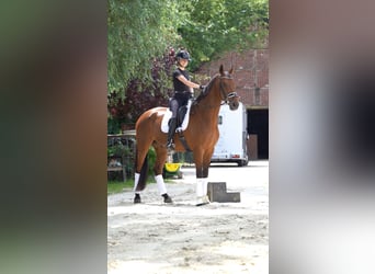 Rhinelander, Gelding, 10 years, 17.1 hh, Brown