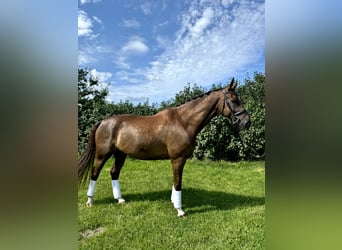 Rhinelander, Gelding, 10 years, 17,1 hh, Chestnut