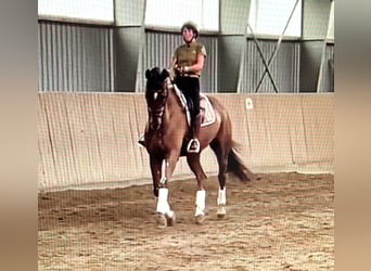 Rhinelander, Gelding, 10 years, 17.1 hh, Chestnut