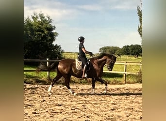 Rhinelander, Gelding, 10 years, 17.1 hh, Chestnut