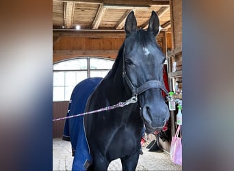 Rhinelander, Gelding, 10 years, 17 hh, Black