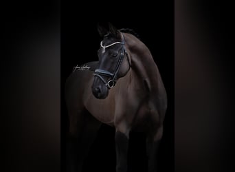 Rhinelander, Gelding, 10 years, 17 hh, Black