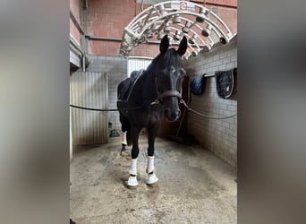 Rhinelander, Gelding, 10 years, 17 hh, Black