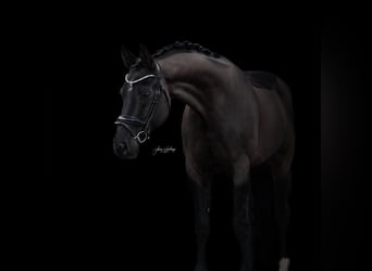 Rhinelander, Gelding, 10 years, 17 hh, Black