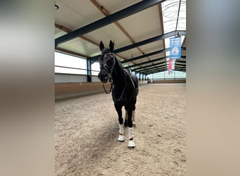 Rhinelander, Gelding, 10 years, 17 hh, Black