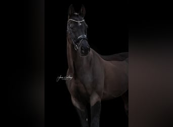 Rhinelander, Gelding, 10 years, 17 hh, Black