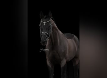 Rhinelander, Gelding, 10 years, 17 hh, Black