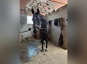 Rhinelander, Gelding, 10 years, 17 hh, Black