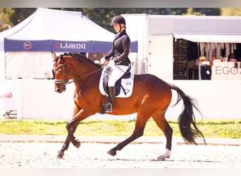 Rhinelander, Gelding, 10 years, 17 hh, Brown