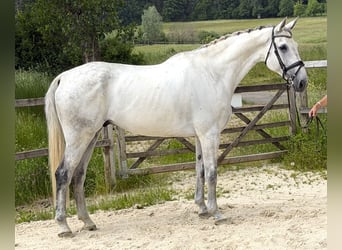 Rhinelander, Gelding, 10 years, 17 hh, Grey
