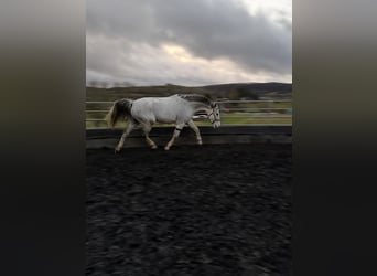 Rhinelander, Gelding, 10 years, 17,1 hh, Grey