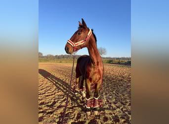 Rhinelander, Gelding, 10 years, 18 hh, Brown