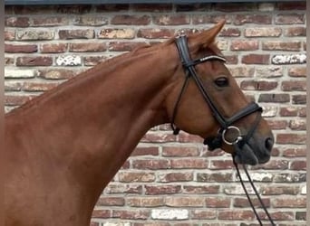 Rhinelander, Gelding, 11 years, 16.3 hh, Chestnut-Red