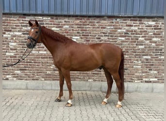 Rhinelander, Gelding, 11 years, 16.3 hh, Chestnut-Red