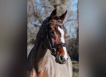 Rhinelander, Gelding, 11 years, 16,1 hh, Brown