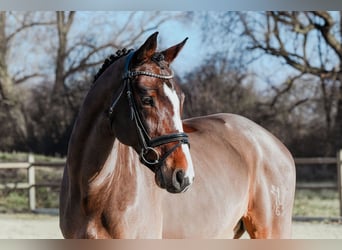 Rhinelander, Gelding, 11 years, 16,1 hh, Brown