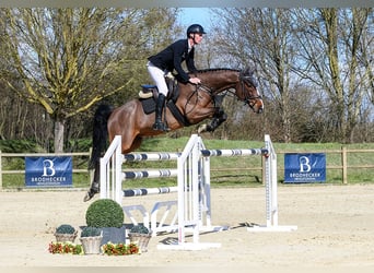 Rhinelander, Gelding, 11 years, 16,1 hh, Brown