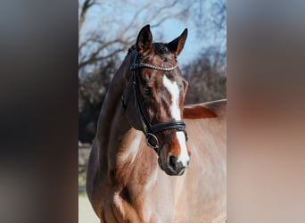 Rhinelander, Gelding, 11 years, 16,1 hh, Brown