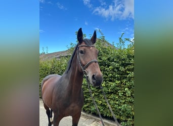 Rhinelander, Gelding, 11 years, 16,2 hh, Brown