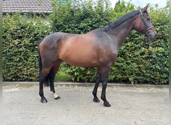 Rhinelander, Gelding, 11 years, 16,2 hh, Brown