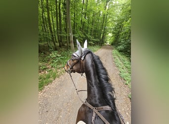 Rhinelander, Gelding, 11 years, 16,2 hh, Brown