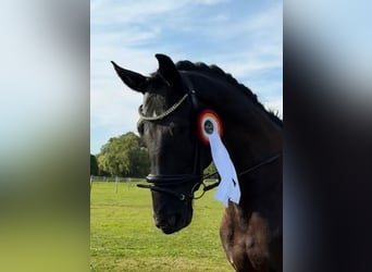 Rhinelander, Gelding, 11 years, 16,3 hh, Black