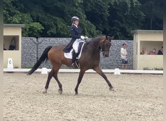 Rhinelander, Gelding, 11 years, 16,3 hh, Brown