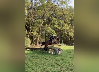 Rhinelander, Gelding, 11 years, 16,3 hh, Brown