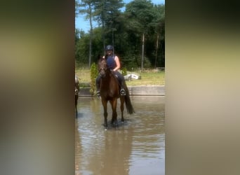 Rhinelander, Gelding, 11 years, 16,3 hh, Brown