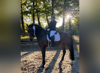 Rhinelander, Gelding, 11 years, 16,3 hh, Brown