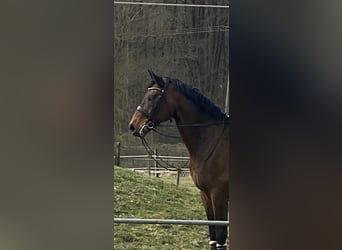 Rhinelander, Gelding, 11 years, 16,3 hh, Brown