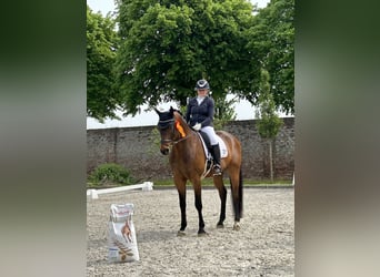 Rhinelander, Gelding, 11 years, 16,3 hh, Brown
