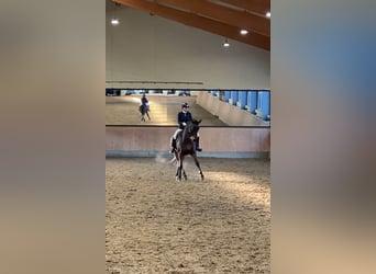Rhinelander, Gelding, 11 years, 16,3 hh, Brown