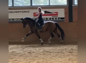 Rhinelander, Gelding, 11 years, 16,3 hh, Brown
