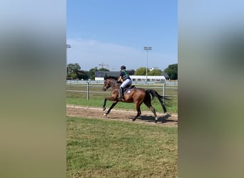 Rhinelander, Gelding, 11 years, 16,3 hh, Brown